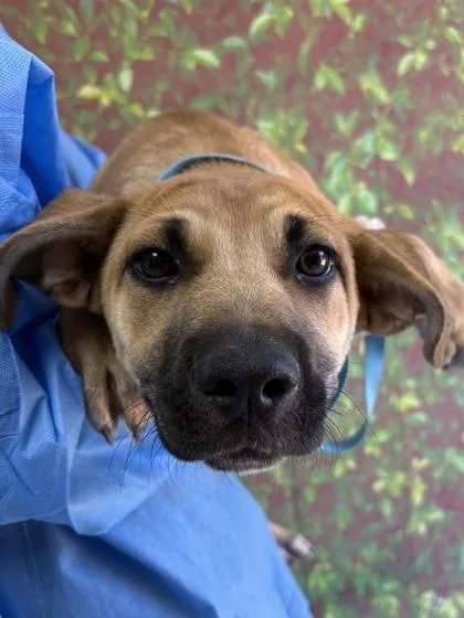 A young small-sized female Labrador Retriever dog named Tulip for adoption in San Antonio, TX
