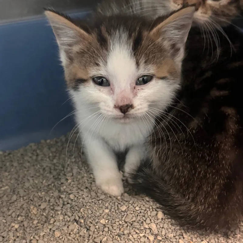 A baby small-sized female Brown / Chocolate Domestic Short Hair cat named Gecko for adoption in South Haven, MI