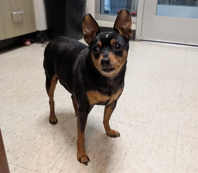 An adult small-sized female Miniature Pinscher dog named Bella A for adoption in Plano, TX
