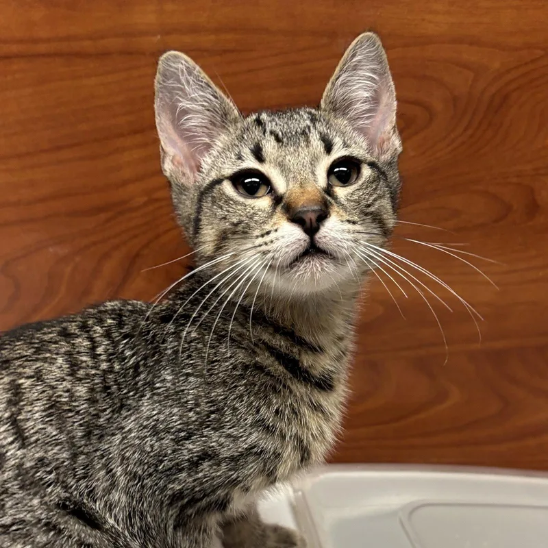A baby medium-sized male Domestic Short Hair cat named Steve for adoption in Sonora, CA
