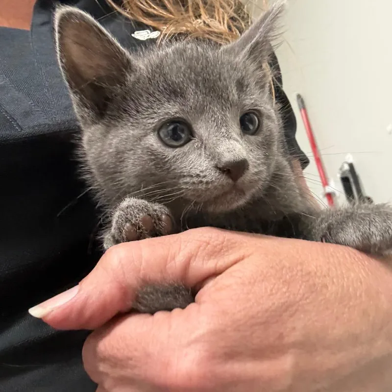A baby small-sized female Gray / Blue / Silver Domestic Short Hair cat named Azure for adoption in Normal, IL