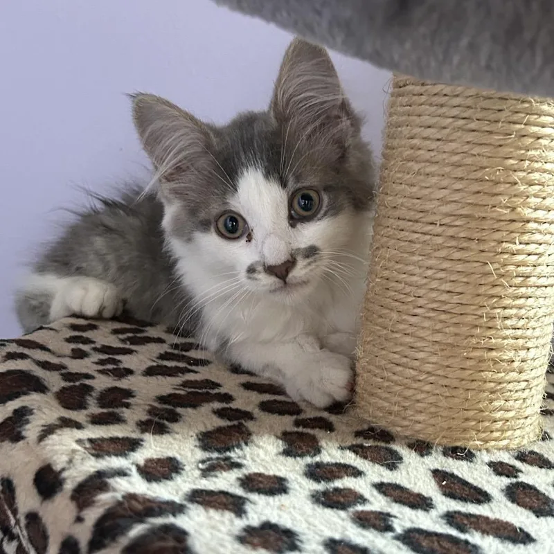 A baby small-sized male Domestic Long Hair cat named Dublin for adoption in Ferndale, MI