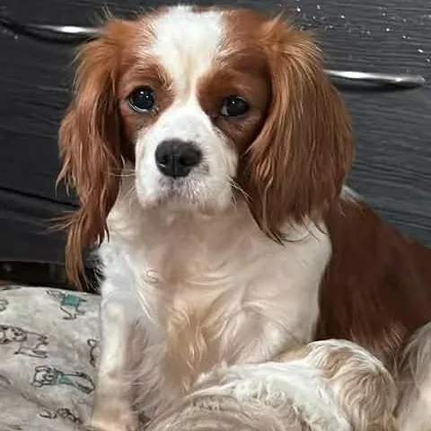 Bonnie