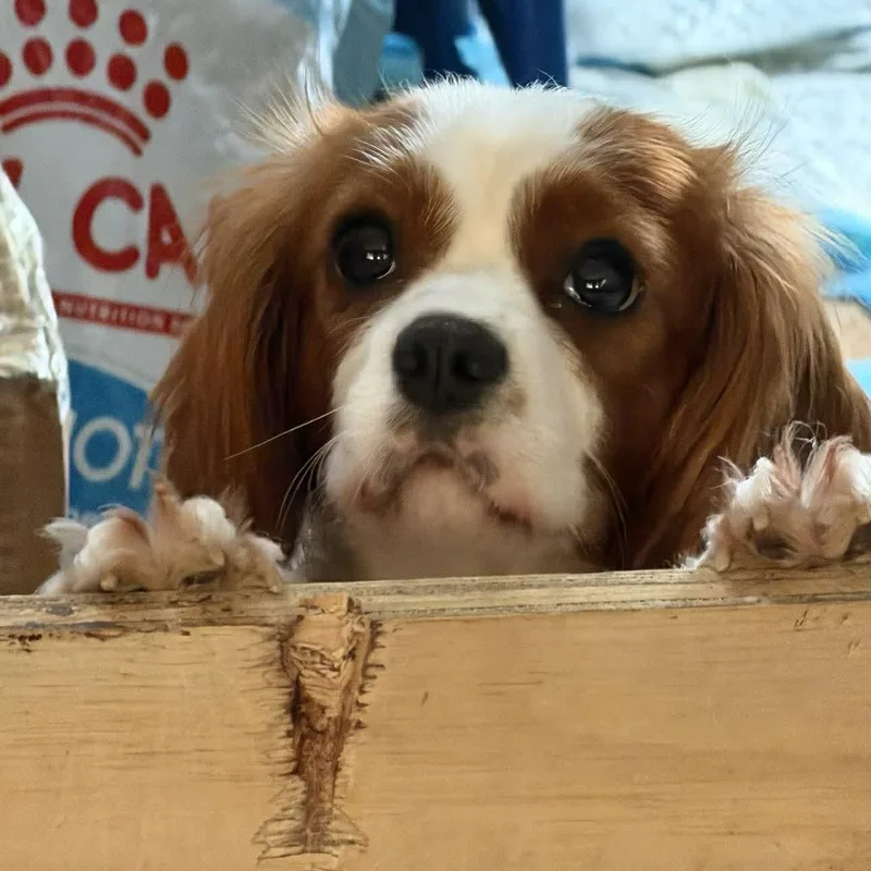 Bonnie thumbnail 3