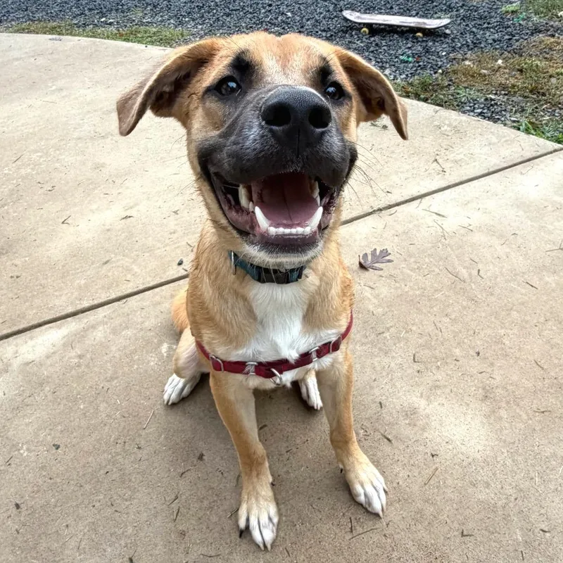 A young large-sized male Yellow / Tan / Blond / Fawn Mixed Breed dog named Seth Rollins for adoption in Fredericksburg, VA