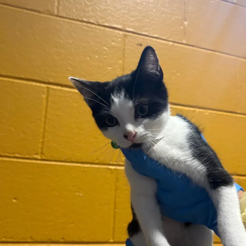 A baby small-sized male Black Domestic Short Hair cat named Flower for adoption in Chesapeake, VA