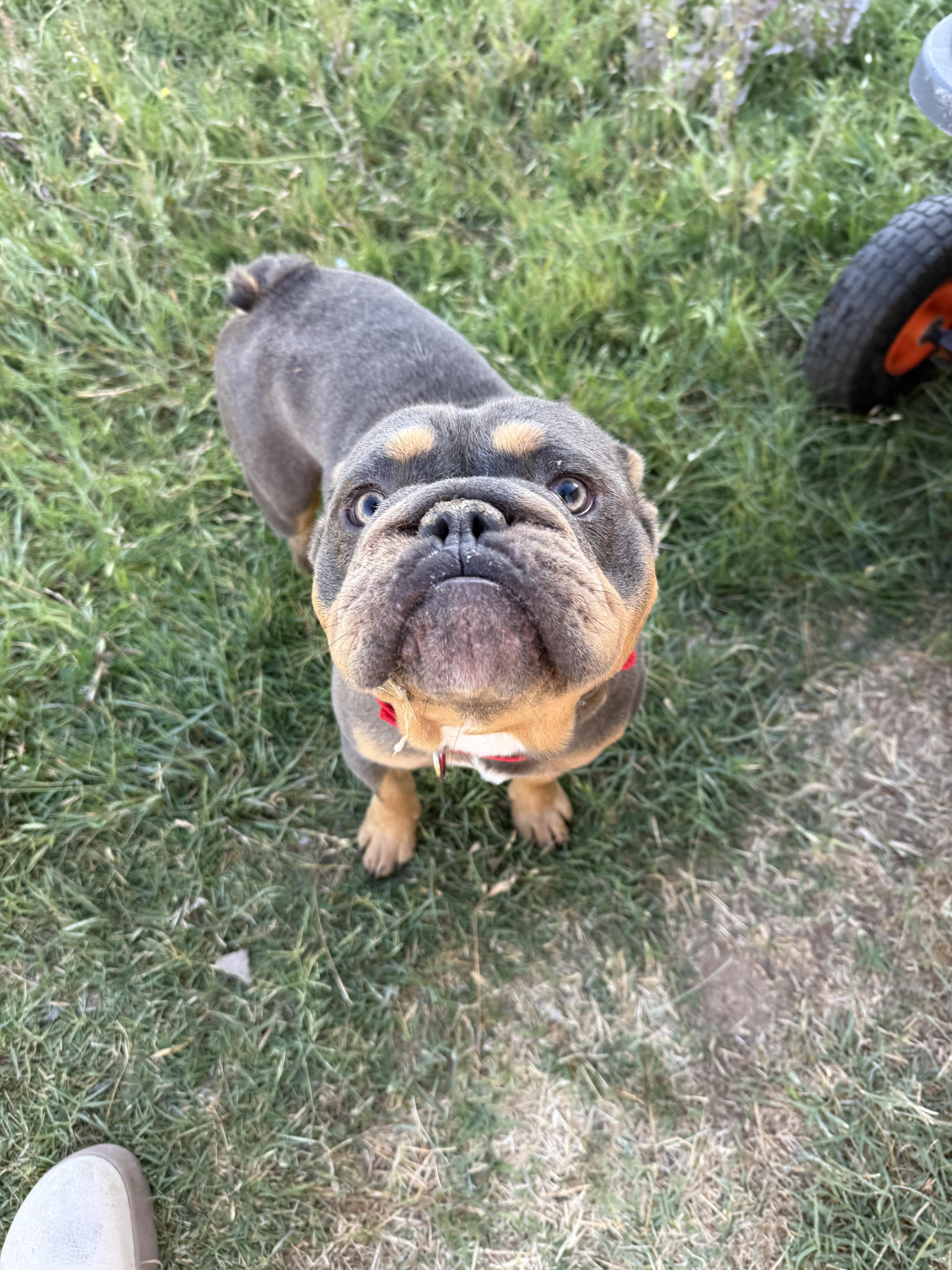 An adult medium-sized male English Bulldog dog named Cheeto for adoption in Mesa, AZ