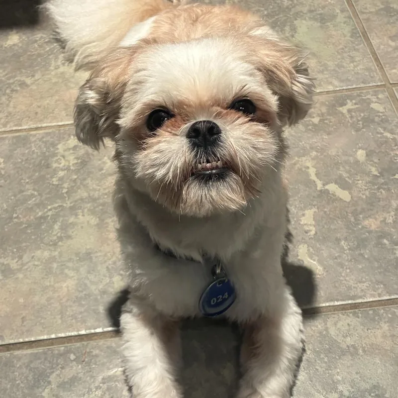 An adult small-sized male White / Cream Shih Tzu dog named Templeton for adoption in Daphne, AL
