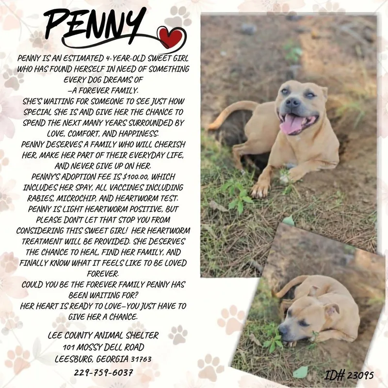 An adult medium-sized female Pit Bull Terrier dog named Penny for adoption in Leesburg, GA
