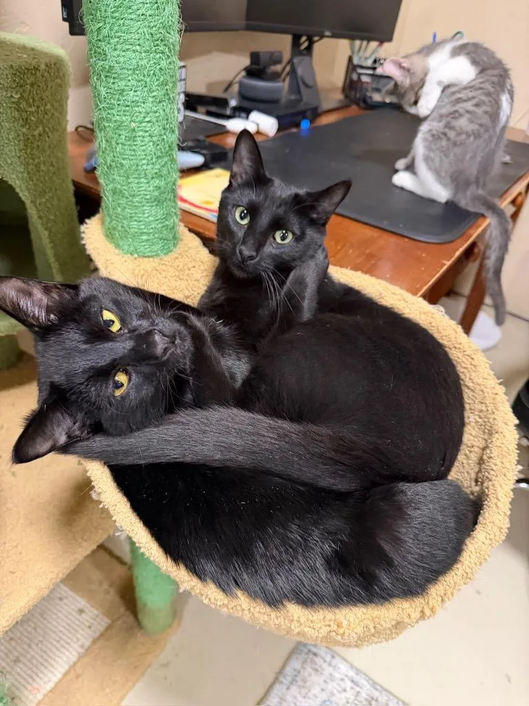 A young medium-sized male Domestic Short Hair cat named Stitch for adoption in La Verkin, UT