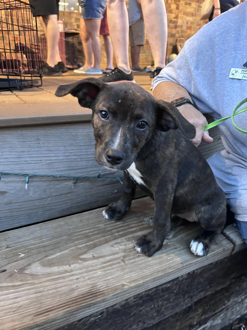 A young small-sized female Labrador Retriever dog named Turtle for adoption in Winder, GA
