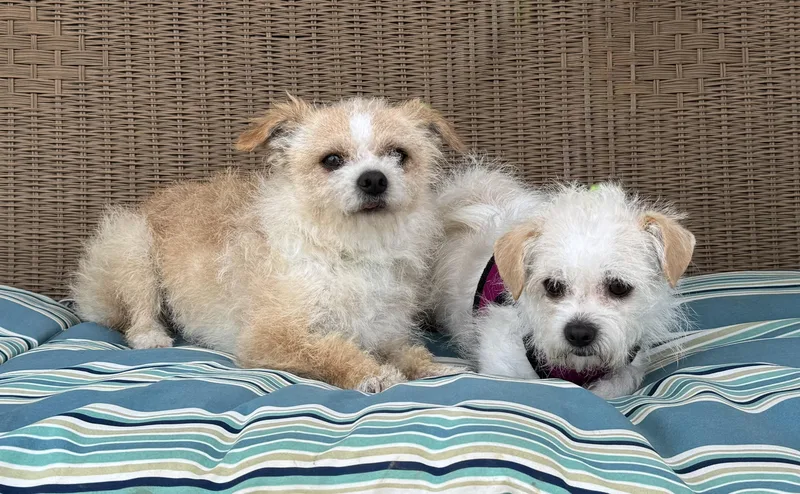 An adult small-sized female Apricot / Beige Terrier dog named Midge. Bonded To Mrs for adoption in Ellicott City, MD
