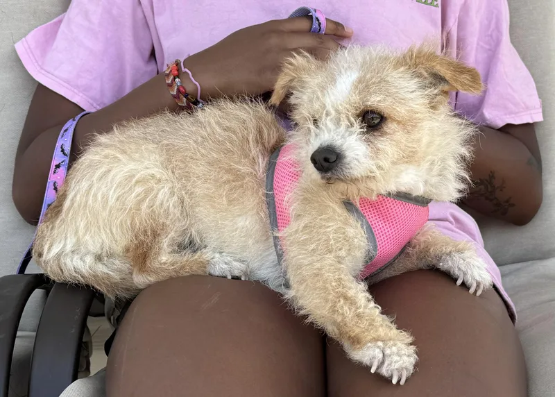 Midge. Bonded To Mrs thumbnail 4