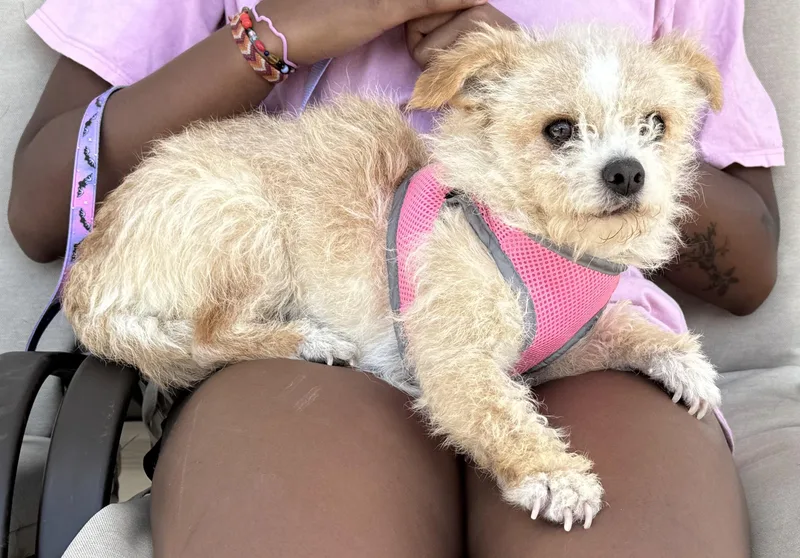 Midge. Bonded To Mrs thumbnail 5
