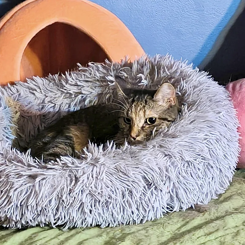 Katie Rose thumbnail 3