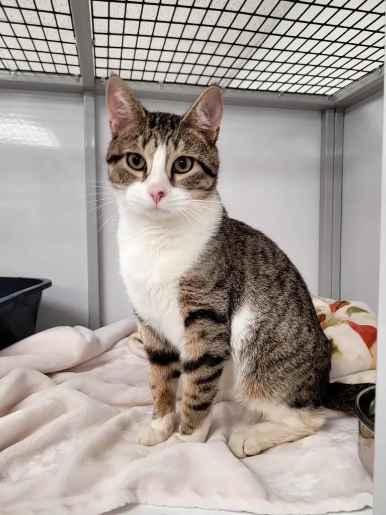 A young medium-sized male Domestic Short Hair cat named Milan YHS for adoption in Peoria, AZ
