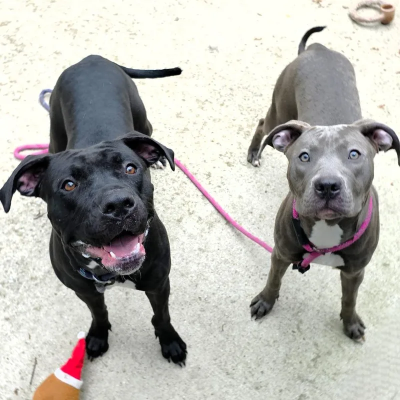 An adult medium-sized female Black Pit Bull Terrier dog named Thelma for adoption in Michigan City, IN