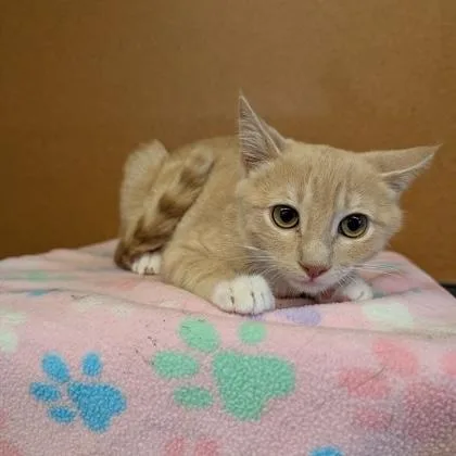 A baby small-sized male Tabby (Buff / Tan / Fawn) Domestic Short Hair cat named Bobby McGee for adoption in Rochester, MN