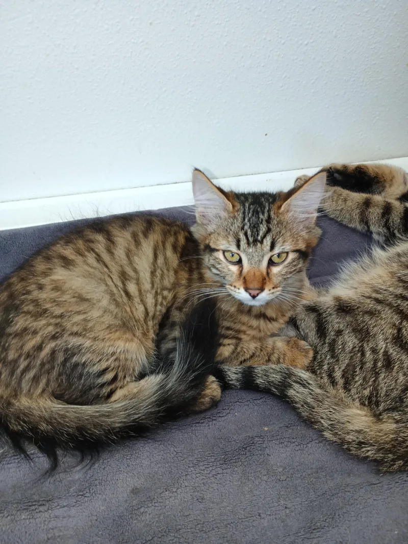 A baby medium-sized male Tabby (Brown / Chocolate) Domestic Medium Hair cat named Hammy for adoption in Silverdale, WA