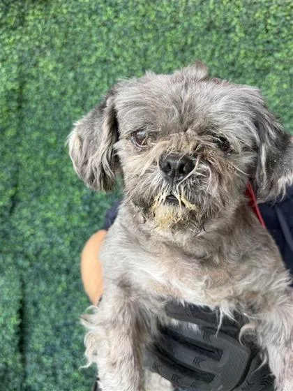 A baby small-sized male Black Shih Tzu dog named 60843549 for adoption in El Paso, TX