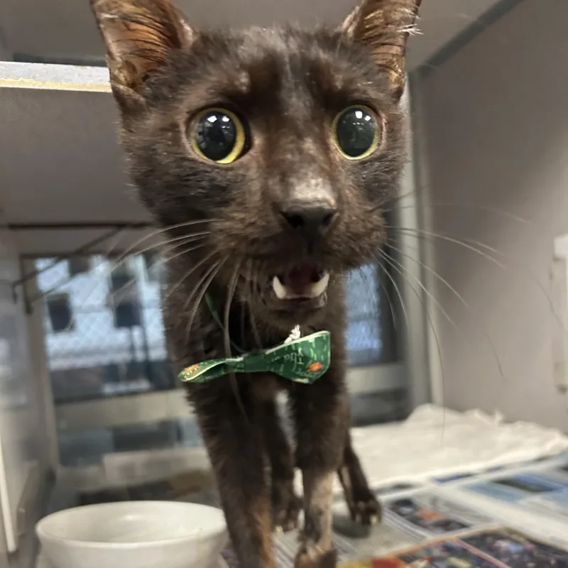 An adult large-sized male Black Domestic Short Hair cat named Sir Orbeez Esquire for adoption in San Antonio, TX