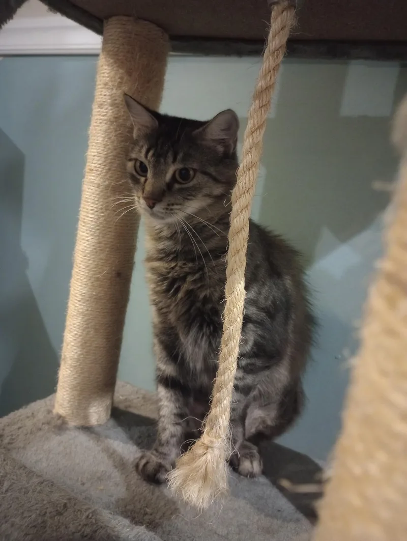 Whiskers thumbnail 2