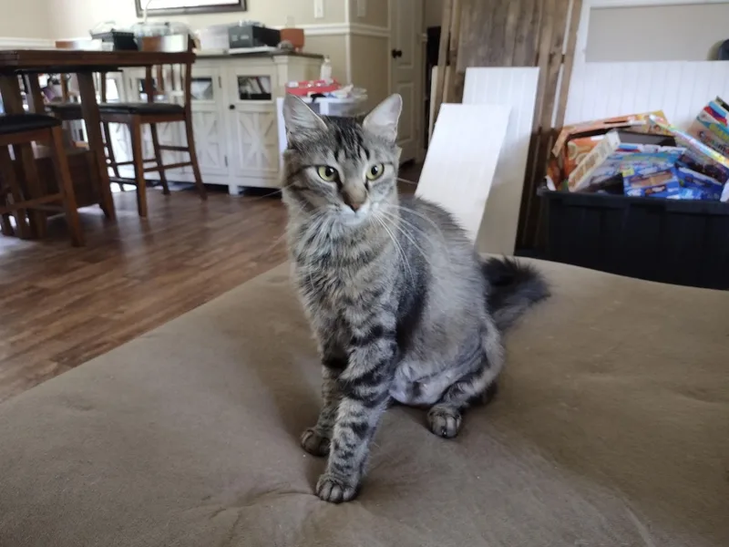Whiskers thumbnail 3