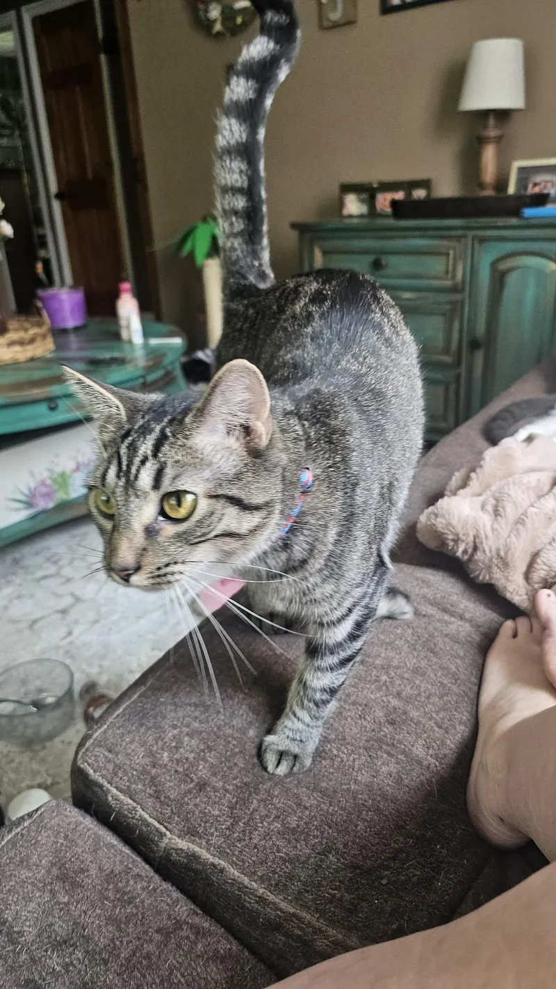An adult large-sized male Tabby (Gray / Blue / Silver) Domestic Short Hair cat named Max for adoption in Logan, OH