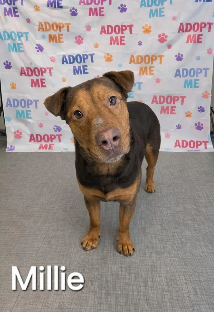 Millie Yrly thumbnail 2