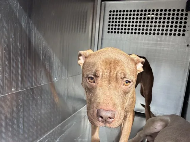 A young large-sized female Pit Bull Terrier dog named Smooch for adoption in Mesa, AZ