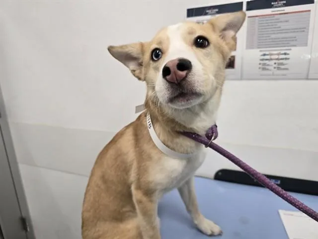 A young large-sized female Siberian Husky dog named Honey for adoption in Mesa, AZ