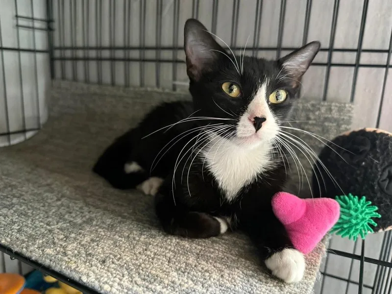 A baby medium-sized female Black & White / Tuxedo Domestic Short Hair cat named Orla for adoption in Hudson, NH