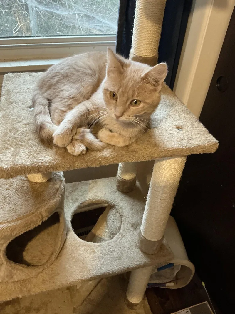 An adult medium-sized male Buff / Tan / Fawn Domestic Short Hair cat named Dollar Bill for adoption in Wheaton, IL