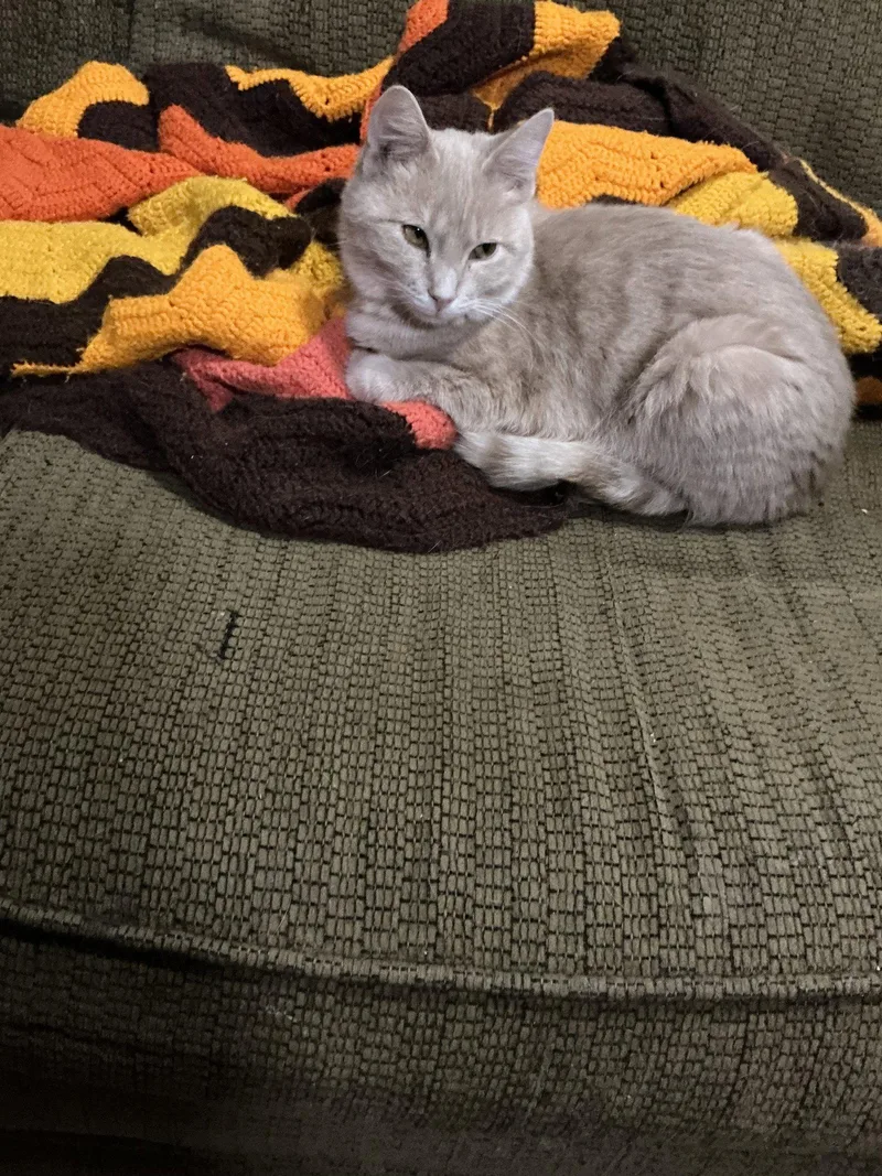 Dollar Bill thumbnail 2