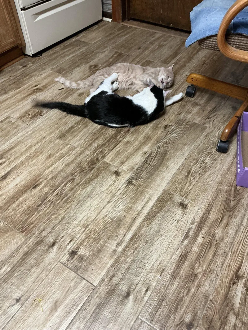 Dollar Bill thumbnail 3