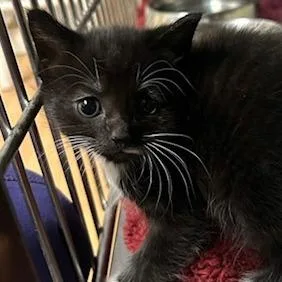 A baby small-sized female Black Domestic Medium Hair cat named Mary Poppins for adoption in Knoxville, TN