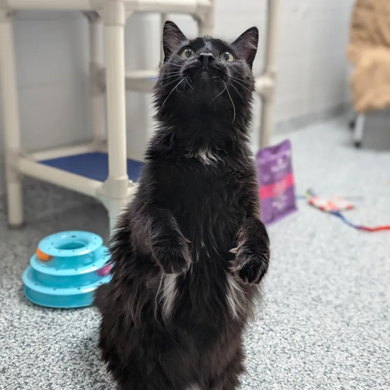 An adult large-sized male Black Domestic Long Hair cat named Cash for adoption in Brookfield, WI