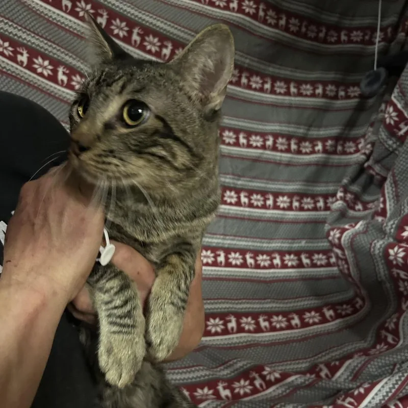 An adult small-sized male Brown / Chocolate Domestic Short Hair cat named Pierre for adoption in Hemet, CA