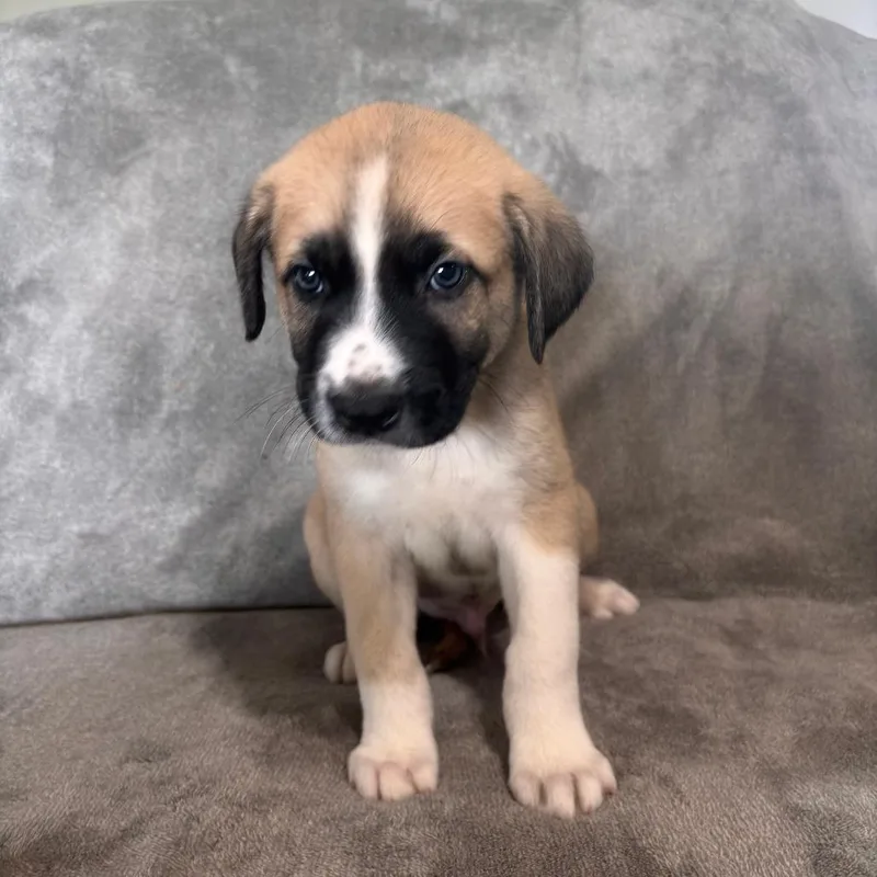 A baby small-sized male Pit Bull Terrier dog named Latte for adoption in West Jordan, UT