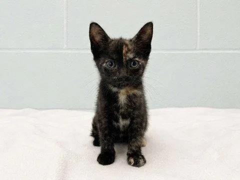 A baby small-sized female Domestic Short Hair cat named Pony Express for adoption in Tavares, FL