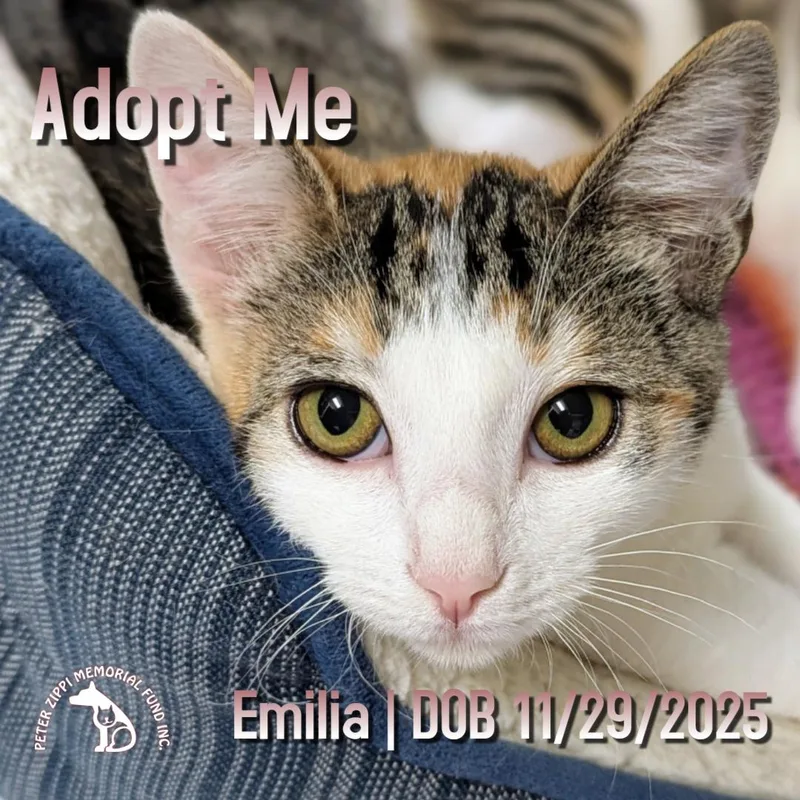 A baby medium-sized female Calico cat named Emilia for adoption in Hermosa Beach, CA