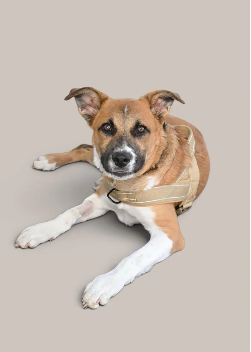 A baby medium-sized male German Shepherd Dog dog named Todd for adoption in Santa Clara, CA