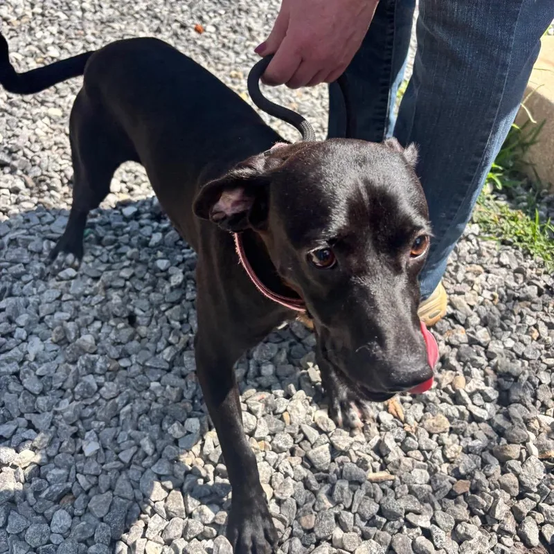 An adult medium-sized female Black Beagle dog named Rebel for adoption in Franklin, NC