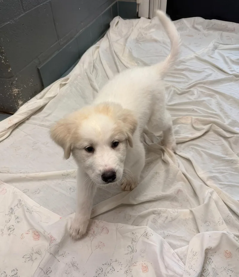 A baby medium-sized female White / Cream Mixed Breed dog named Ella Vator for adoption in Nashville, TN