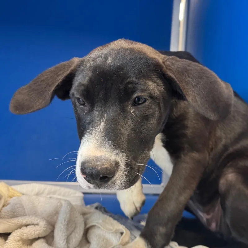 A baby small-sized female Black Mixed Breed dog named Shadow for adoption in Las Cruces, NM