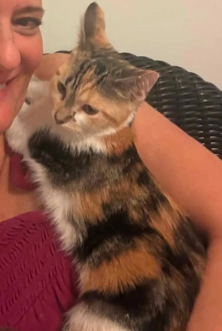 A baby medium-sized female Calico Domestic Short Hair cat named Fila for adoption in Chicago, IL
