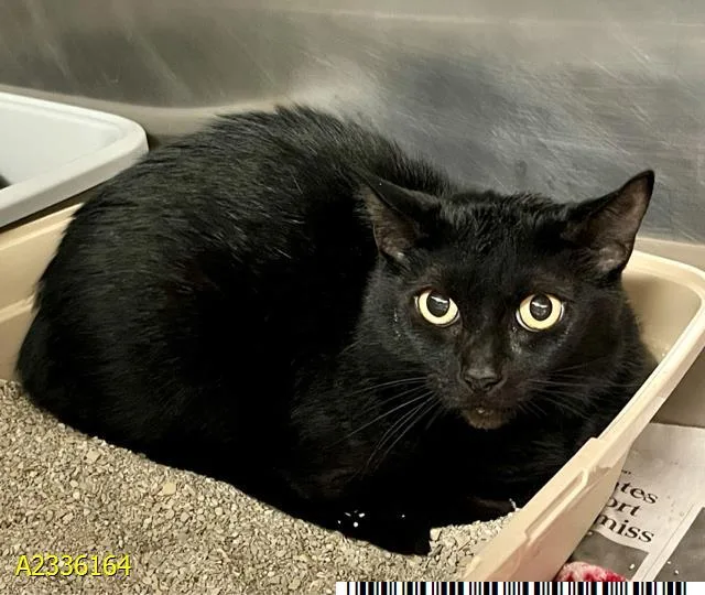 An adult medium-sized female Domestic Short Hair cat named Luna for adoption in West Palm Beach, FL
