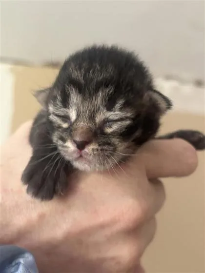 A baby small-sized male Domestic Short Hair cat named Usopp for adoption in West Chester, PA