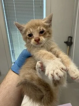 A baby small-sized male Domestic Short Hair cat named Bart for adoption in Lafayette, IN