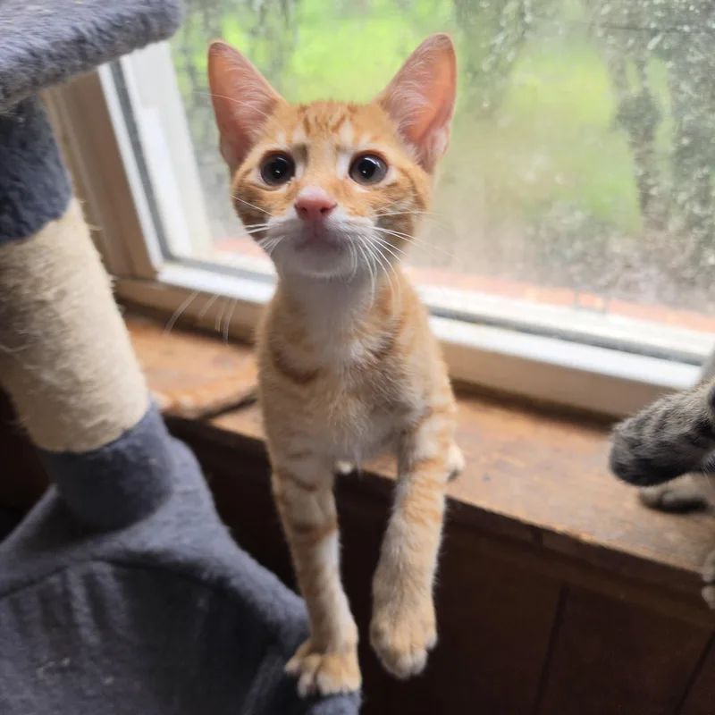 A baby small-sized male Tabby (Orange / Red) Tabby cat named Cinnamon for adoption in Lawrenceville, GA
